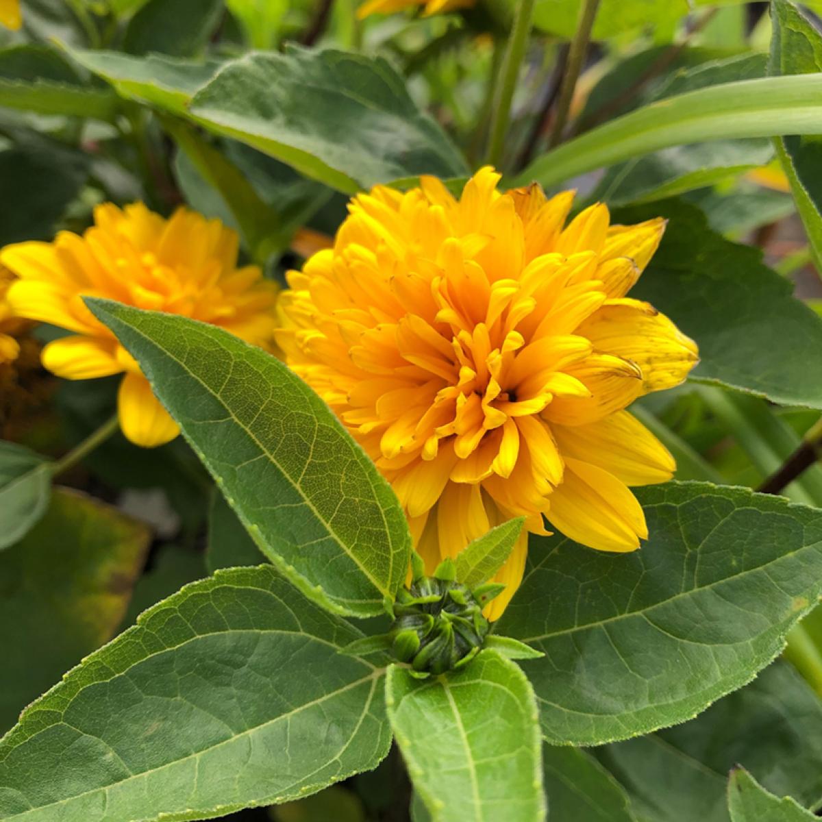 helianthus-decapetalus-soleil-d-or-ancienne-vari-t-de-soleil-vivace