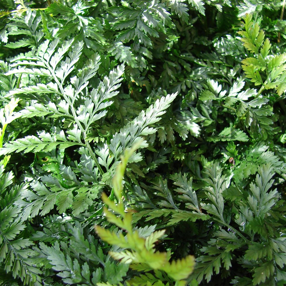 Humata tyermannii Fougère Patte de lapin Fougère d'intérieur à