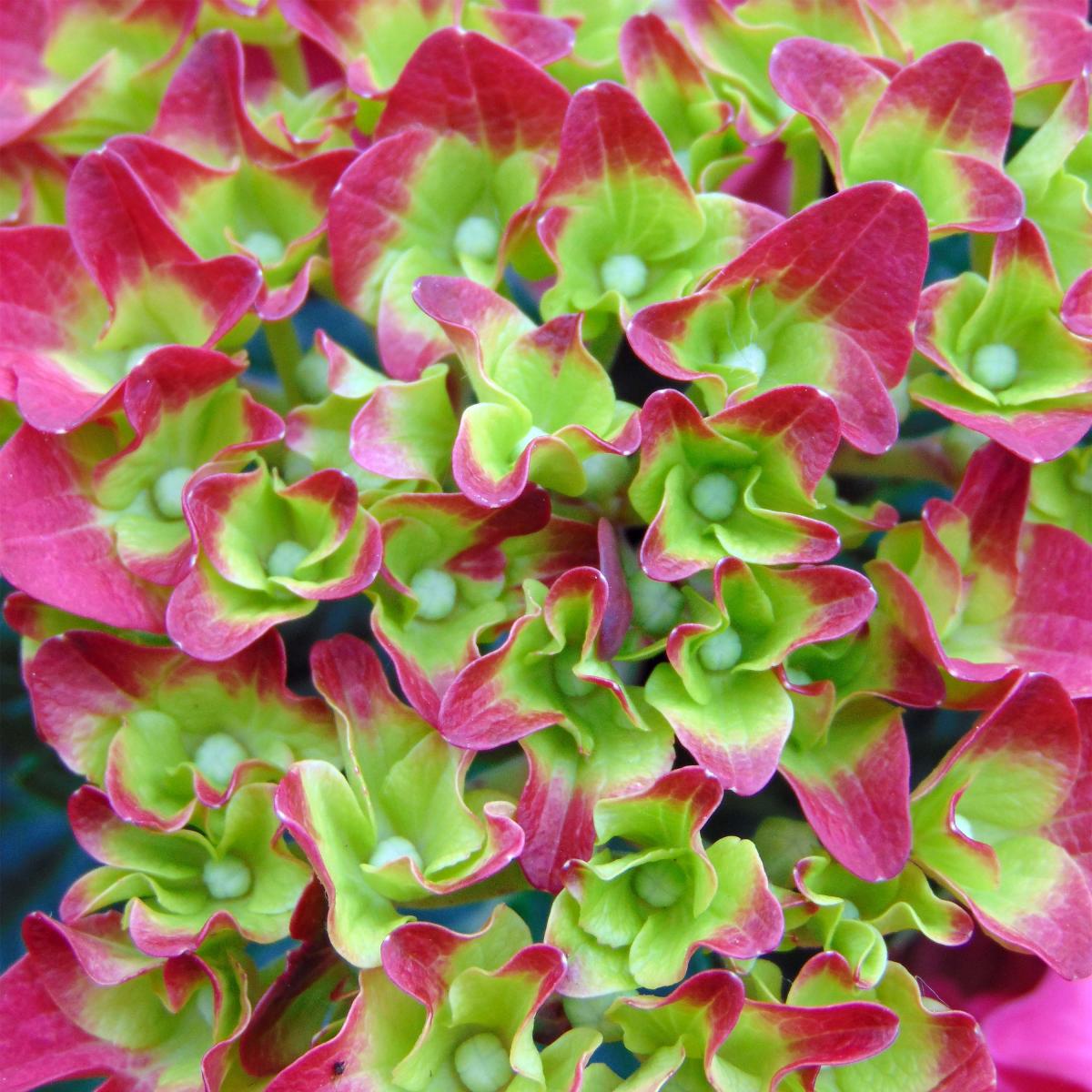 Hydrangea macrophylla Red Reggae - Hortensia à fleurs rose-rouge foncé