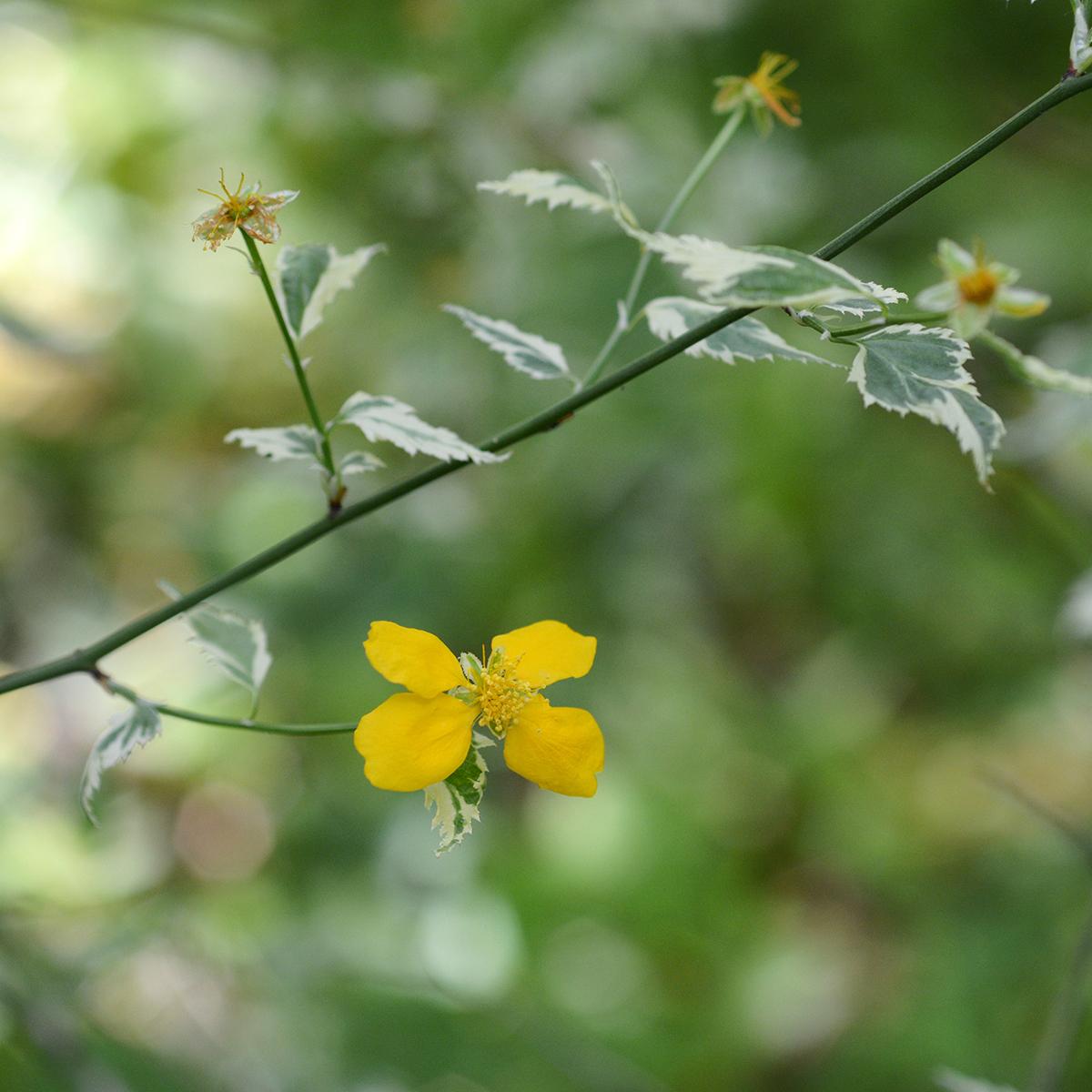 Corête du Japon Picta Kerria japonica, un arbuste à pompons jaunes