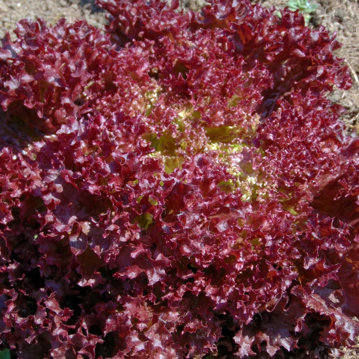 Laitue Lollo rouge Concorde en plants - De type Lollo Rossa, à feuilles ...