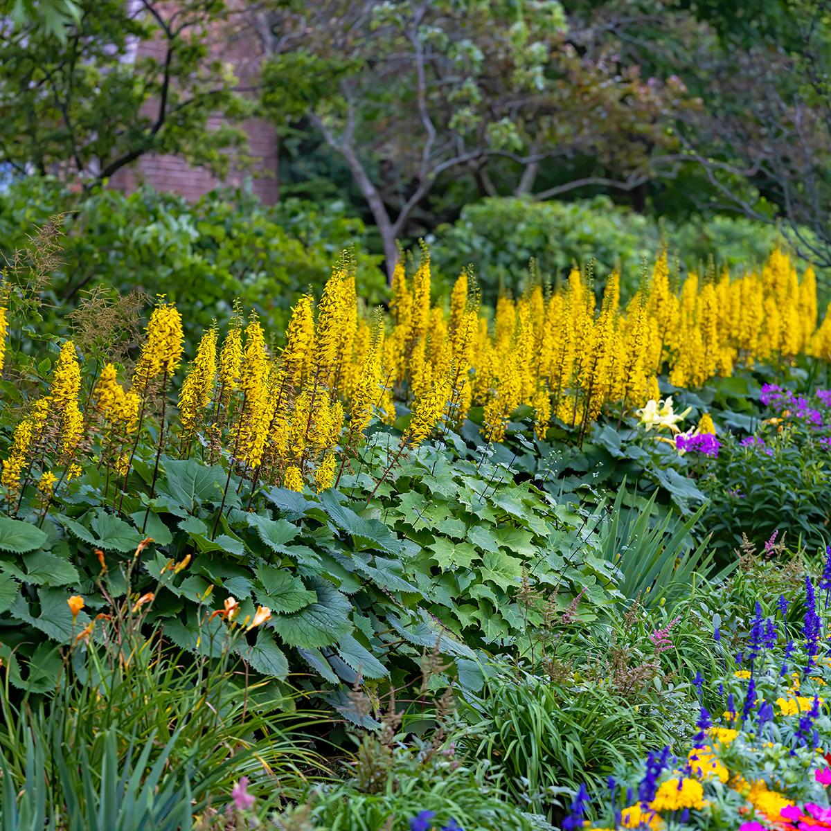 Ligularia stenocephala Little Rocket - Varit naine de la Ligulaire ...