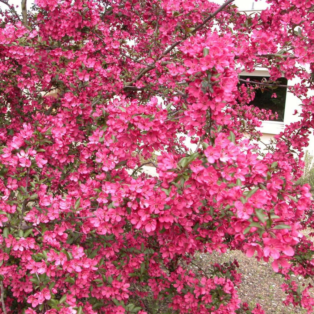 Malus Prairie Rose