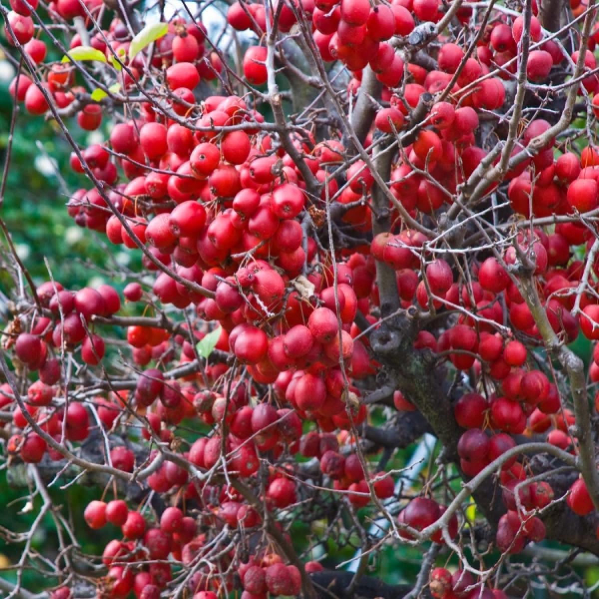 Malus Red Sentinel - Pommier d'ornement aux petits fruits rouge vif