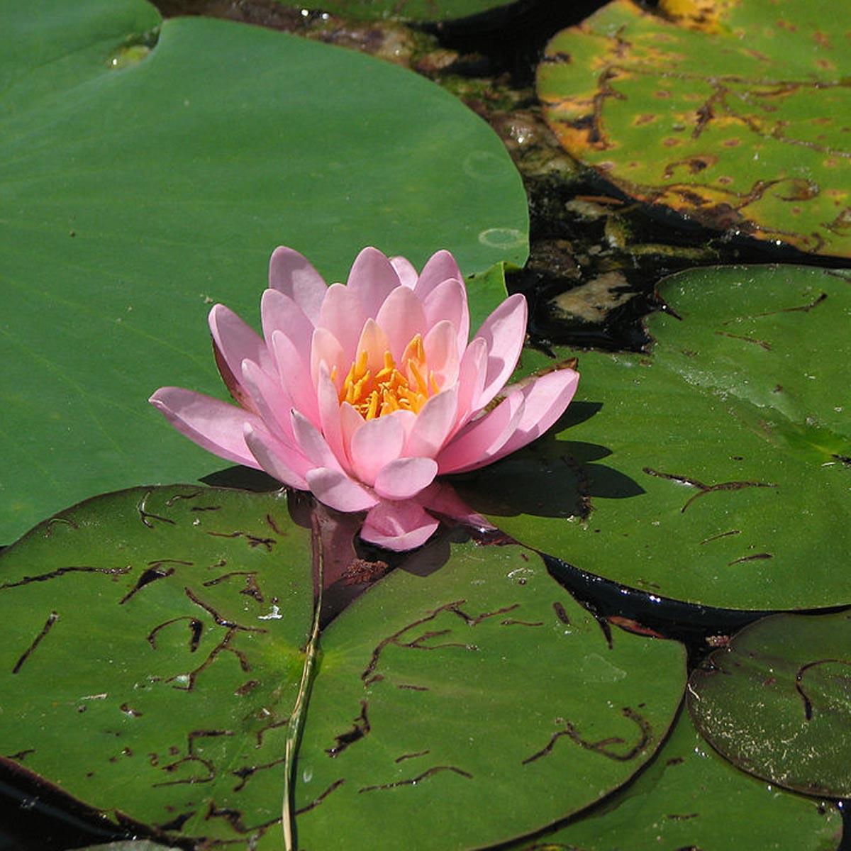 nymphaea-fabiola-n-nuphar-rose-plante-aquatique