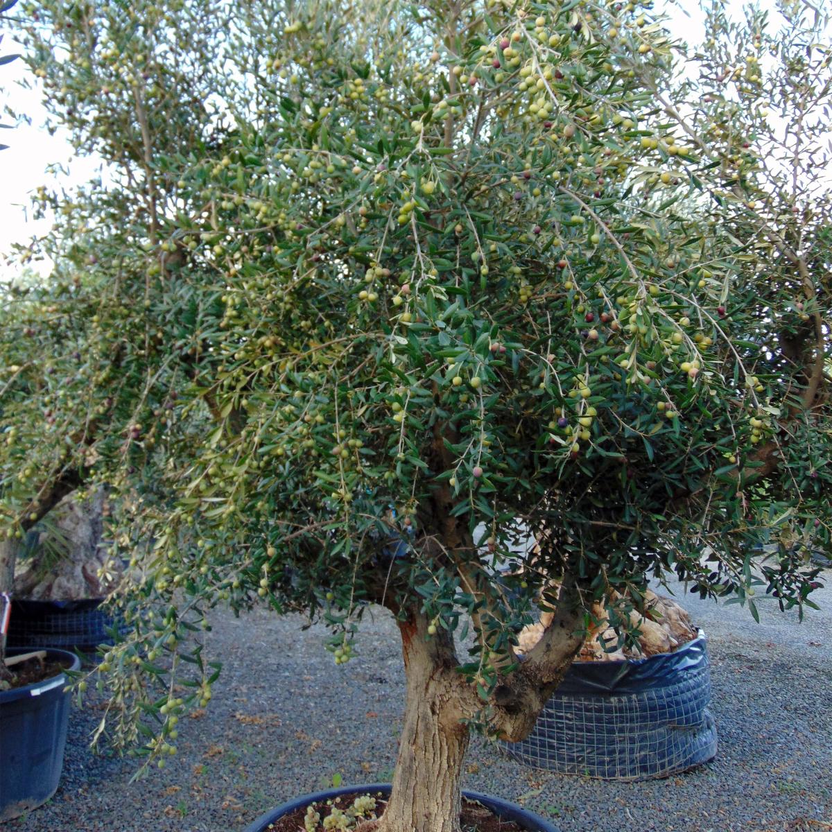 olivier-olea-europaea-un-petit-arbre-la-long-vit-exceptionnelle