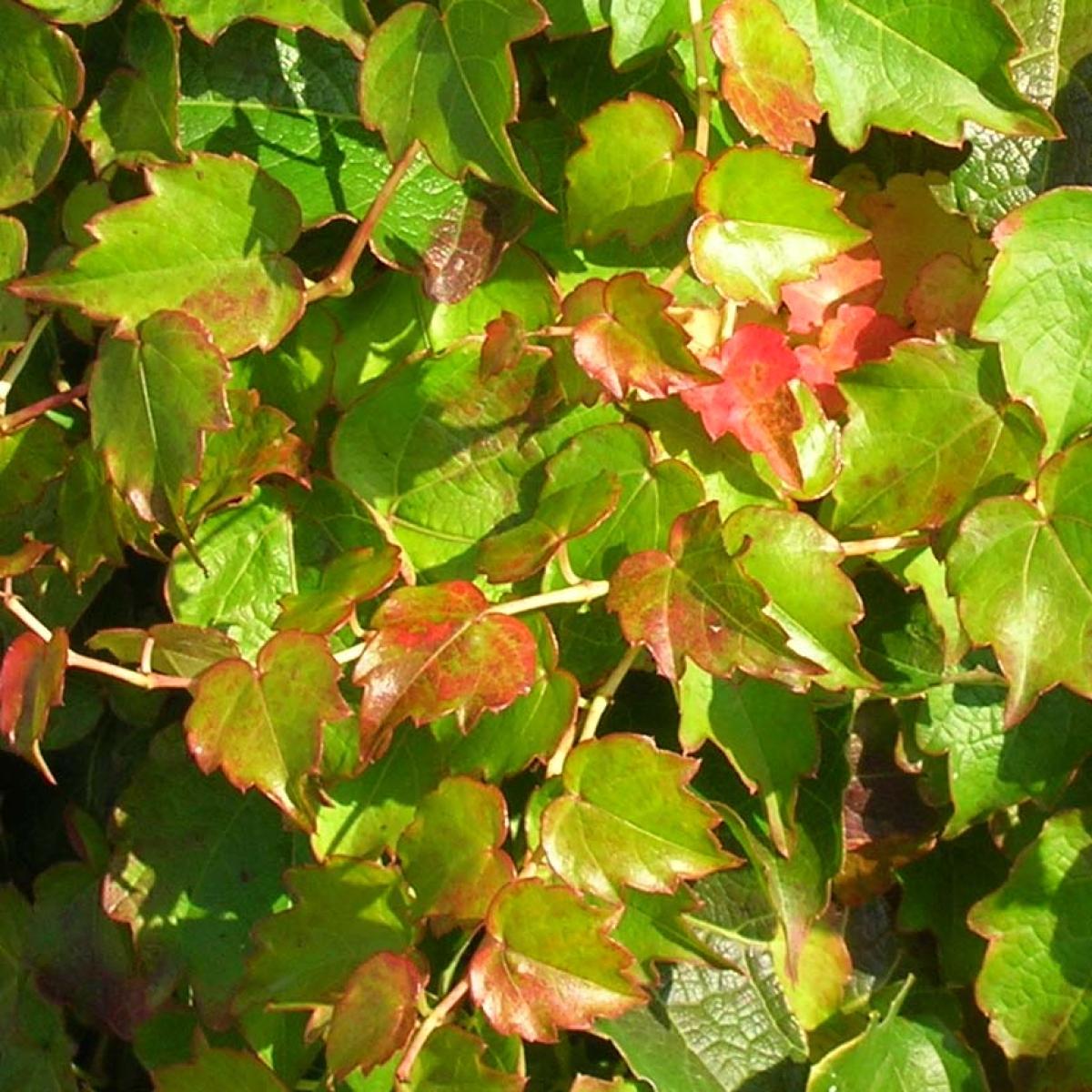 Vigne Vierge Parthenocissus Engelmannii - Plante Grimpante Caduque Pour Jardin Et Façade