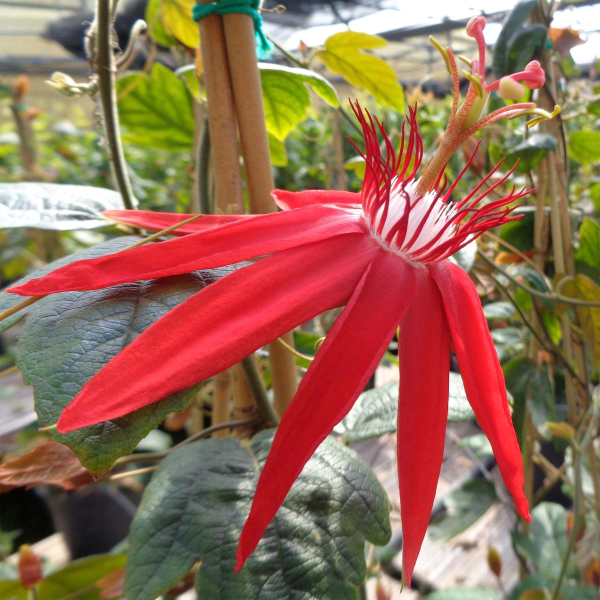 Passiflora vitifolia Passiflore à feuilles de vigne rouge orangé vif — free download