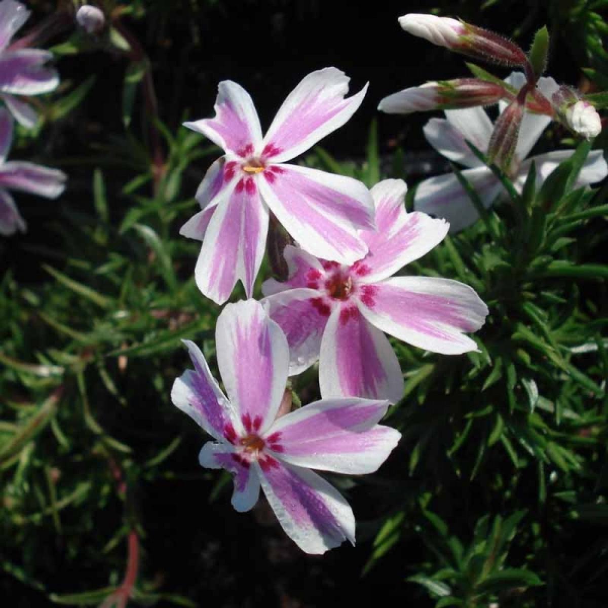 Phlox subulata 'Candy Stripe' in flower Stock Photo Phlox subulata 'Candy Stripe' in flower Stock Photo