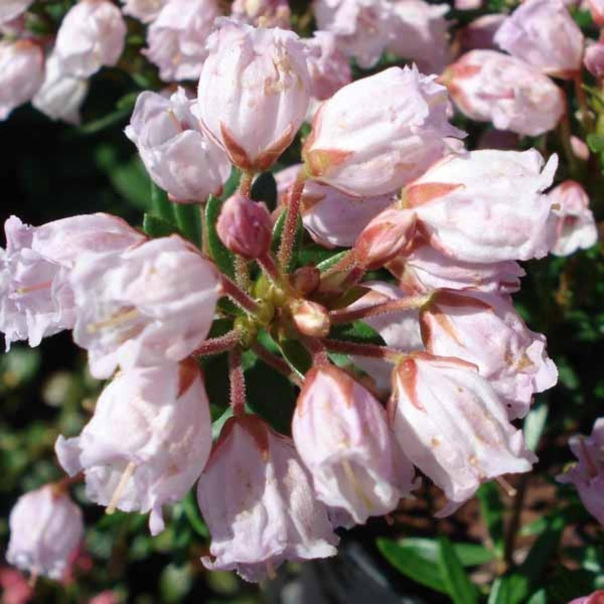 phylliopsis-hillieri-sprite-petit-arbuste-fleurs-rose-tendre-pour