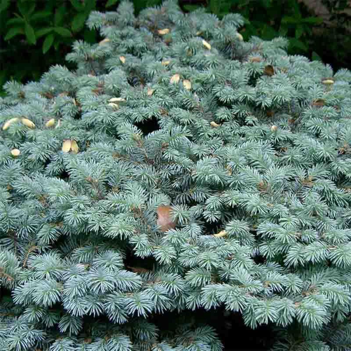 Picea pungens Glauca Globosa Epicea ou sapin bleu nain incontournable — free download