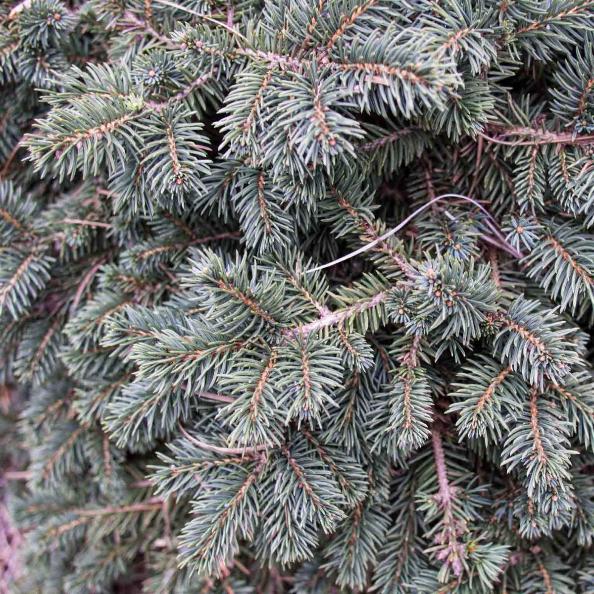 Picea pungens Waldbrunn Epicea, sapin bleu nain en forme de nid — free download