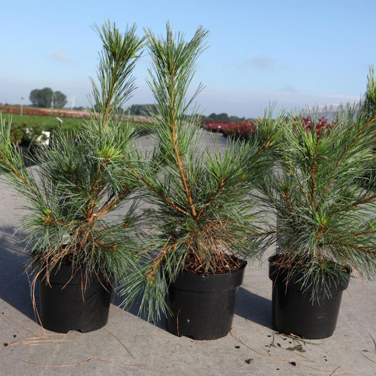 Pinus strobus Blue Shag Pin Weymouth nain à feuillage bleuté
