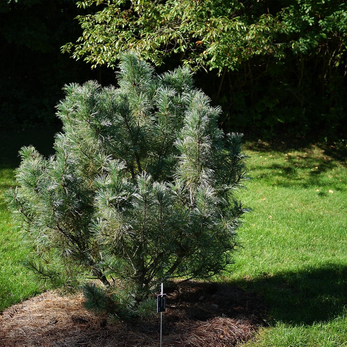 Pinus pumila Glauca Conifère nain à feuillage bleuvert — free download