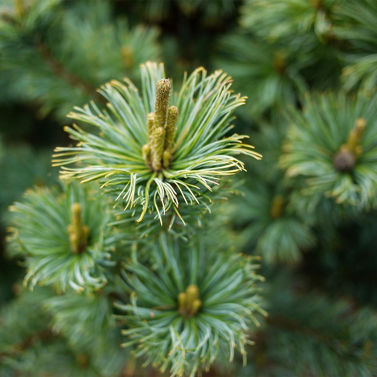 Pinus pumila Glauca Conifère nain à feuillage bleuvert — free download