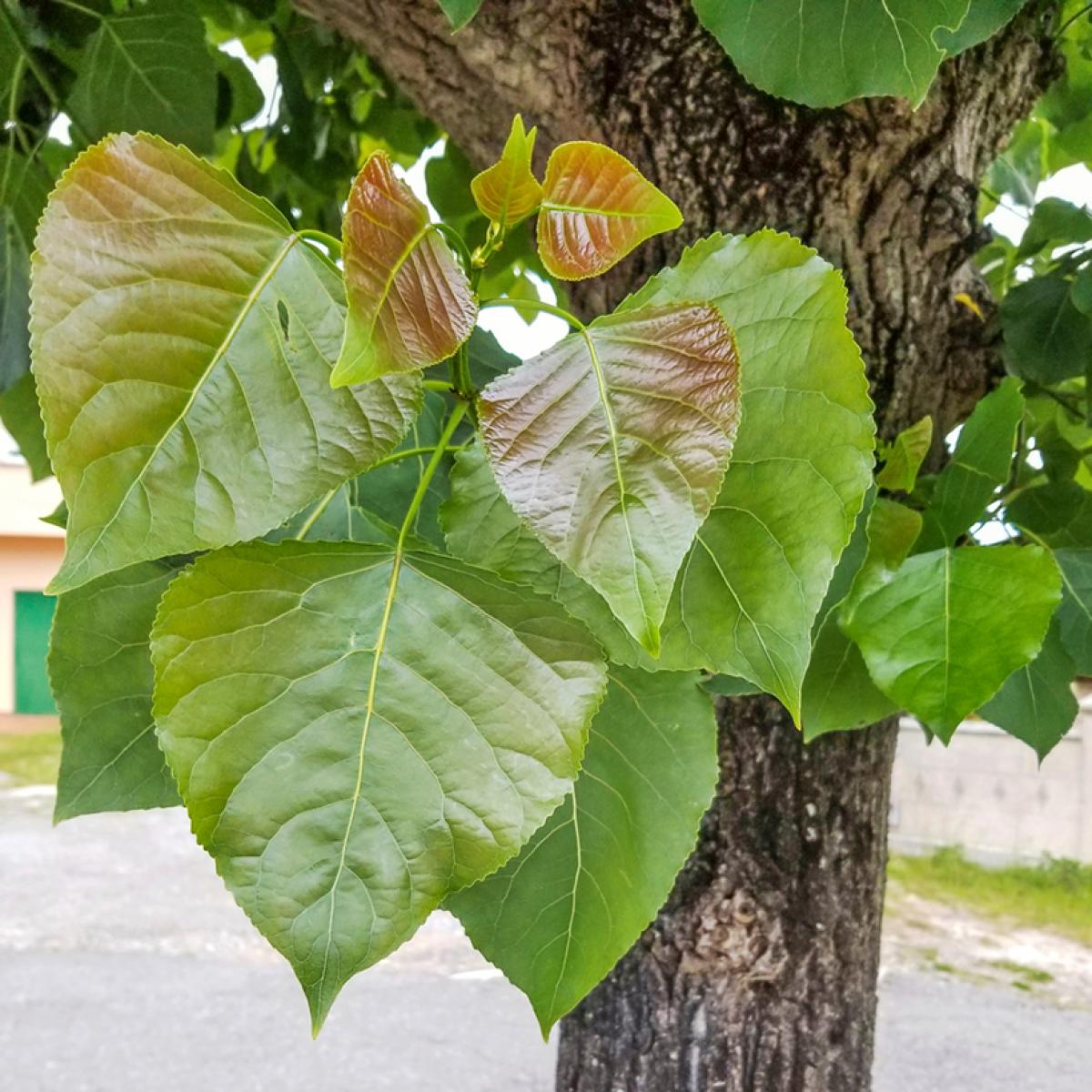 Peuplier noir Populus nigra Grand arbre caduc de terrain humide — free download