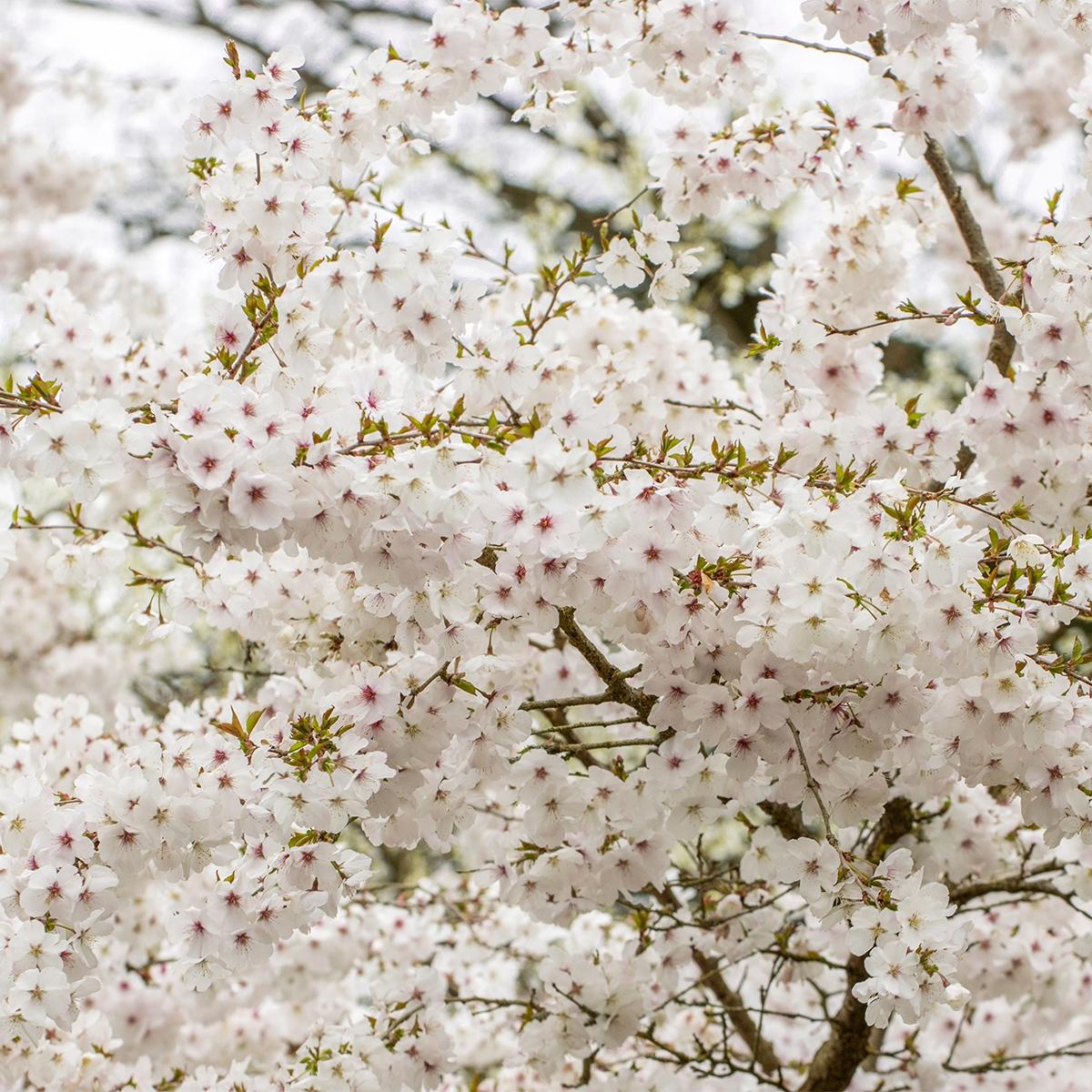 Prunus The Bride - Cerisier à fleurs blanches compact