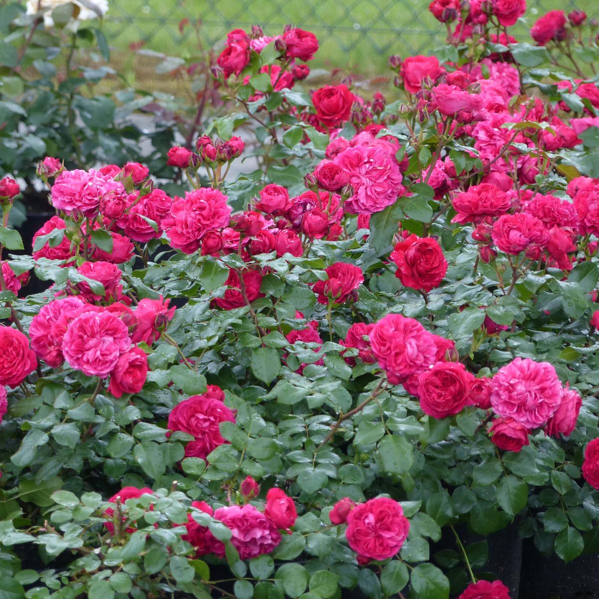 Rosier Merveille Des Rouges Rosier Red Leonardo da Vinci ® Meiangele - Petit arbuste très remontant ...