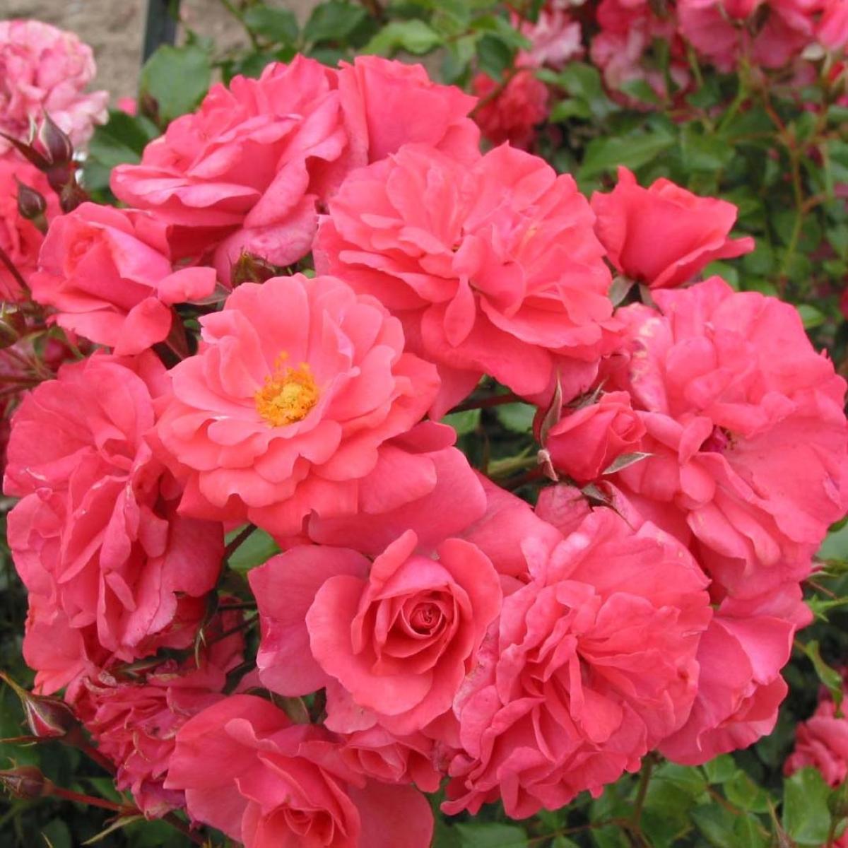 Rosa Rekord Pink Emely Korselary - Buisson à fleurs semi-doubles rose ...