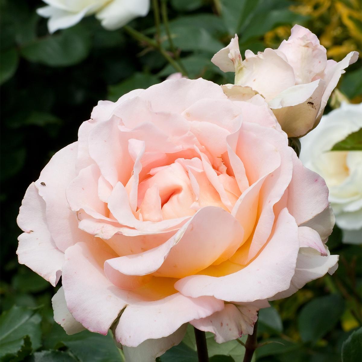 Rosa Fontenay-aux-Roses Oralivi - Rosier à grandes fleurs doubles rose ...