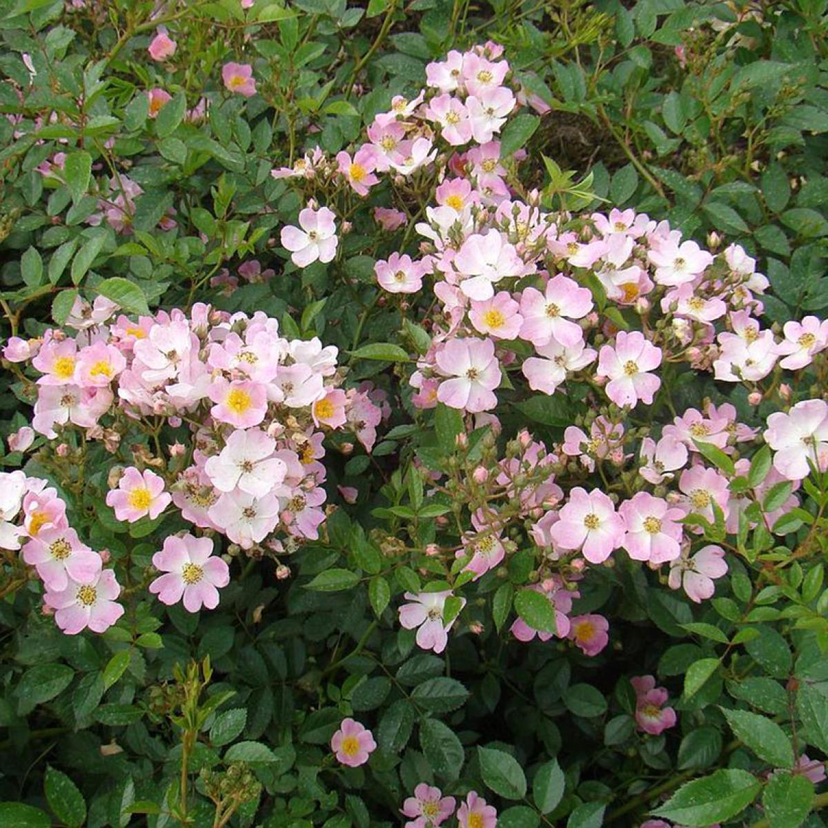 Rosier Robe Fleurie - Couvre-sol remontant, très florifère, en bouquets ...