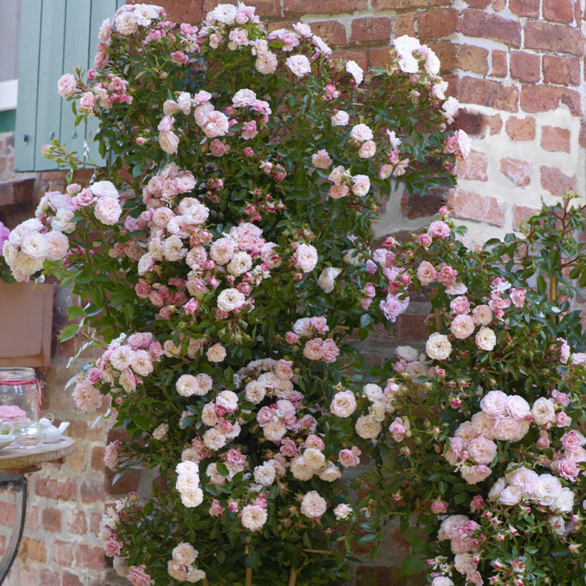 Rosier grimpant Starlet Rose Alina Mini grimpant multicolore et parfumé pour terrasse, balcon