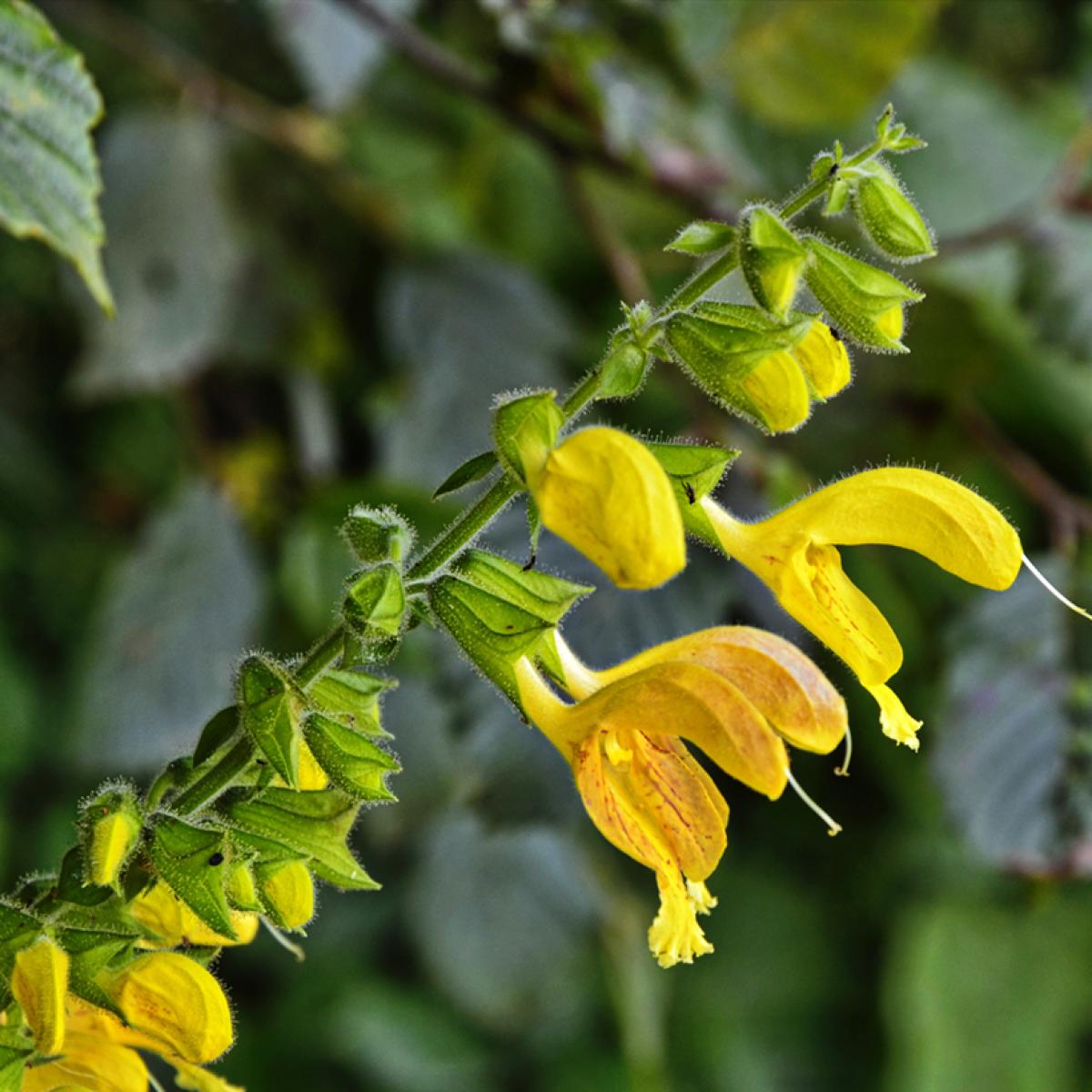 Salvia glutinosa Sauge visqueuse Grande vivace de sousbois à — free download