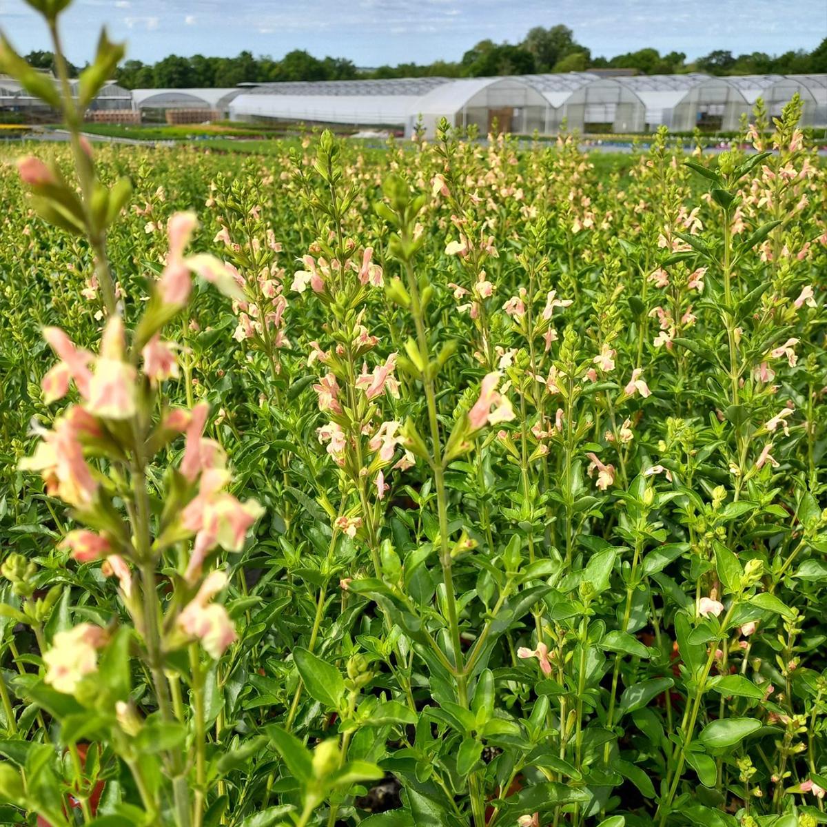 Salvia jamensis Belle de Loire Sauge arbustive aux fleurs bicolores — free download