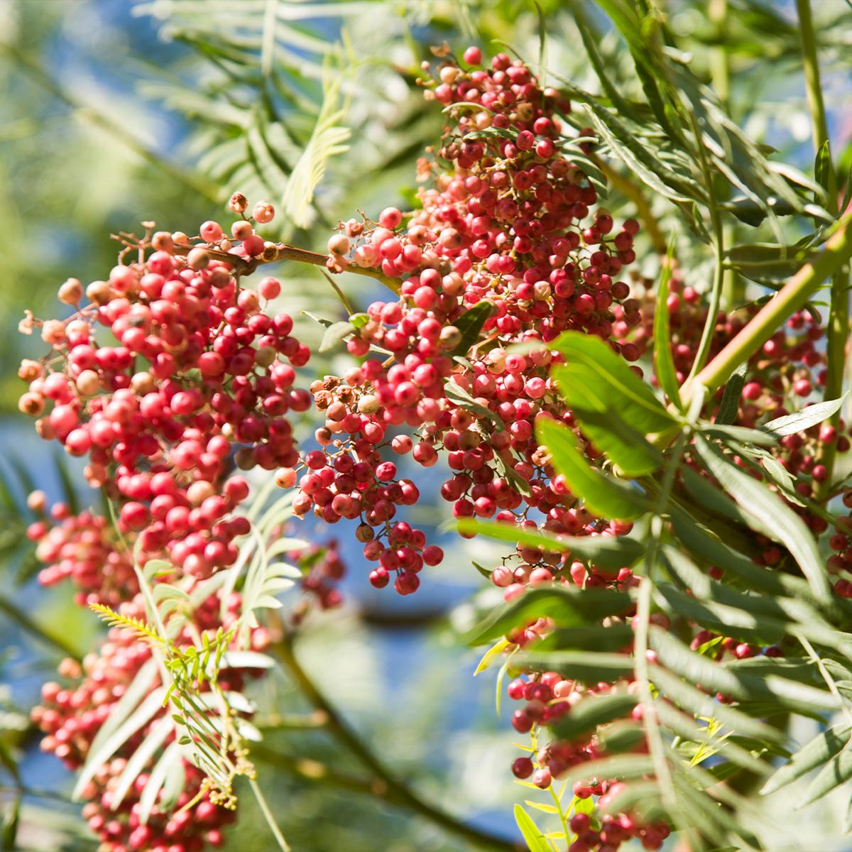 Schinus molle Fauxpoivrier, petit arbre à feuillage et fruits décoratifs — free download