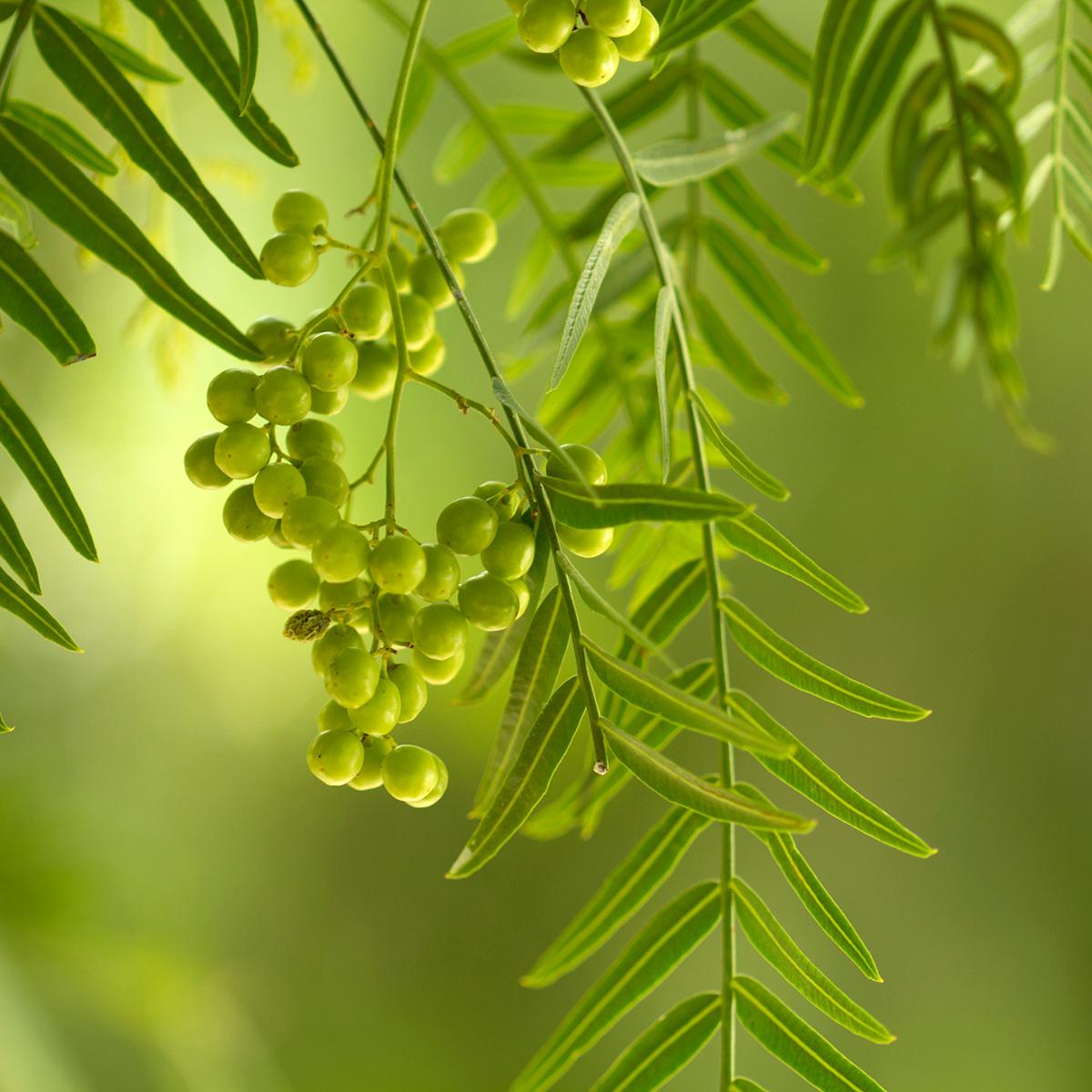 Schinus molle Fauxpoivrier, petit arbre à feuillage et fruits décoratifs — free download