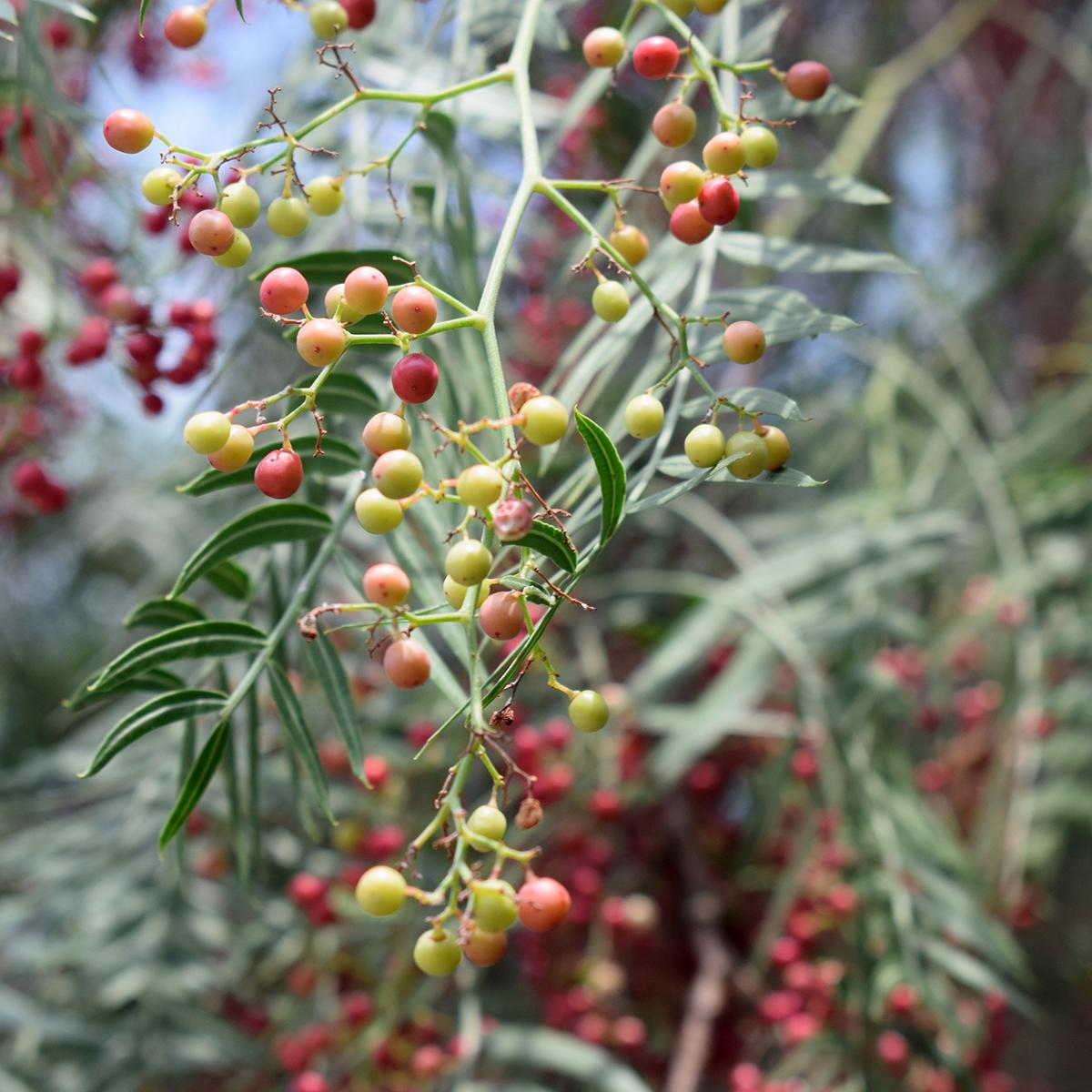 Schinus molle Fauxpoivrier, petit arbre à feuillage et fruits décoratifs — free download