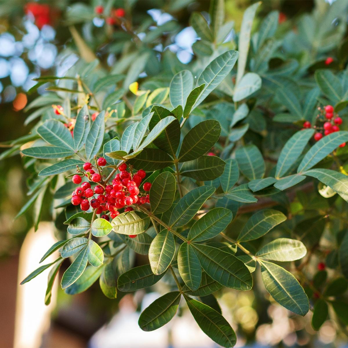 Schinus terebinthifolius Fauxpoivrier Baies roses Arbre — free download