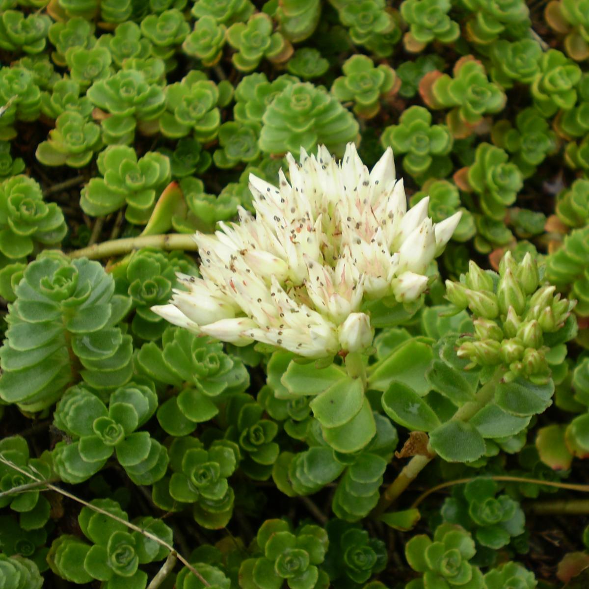 sedum-spurium-album-superbum-orpin-une-petite-vivace-succulente