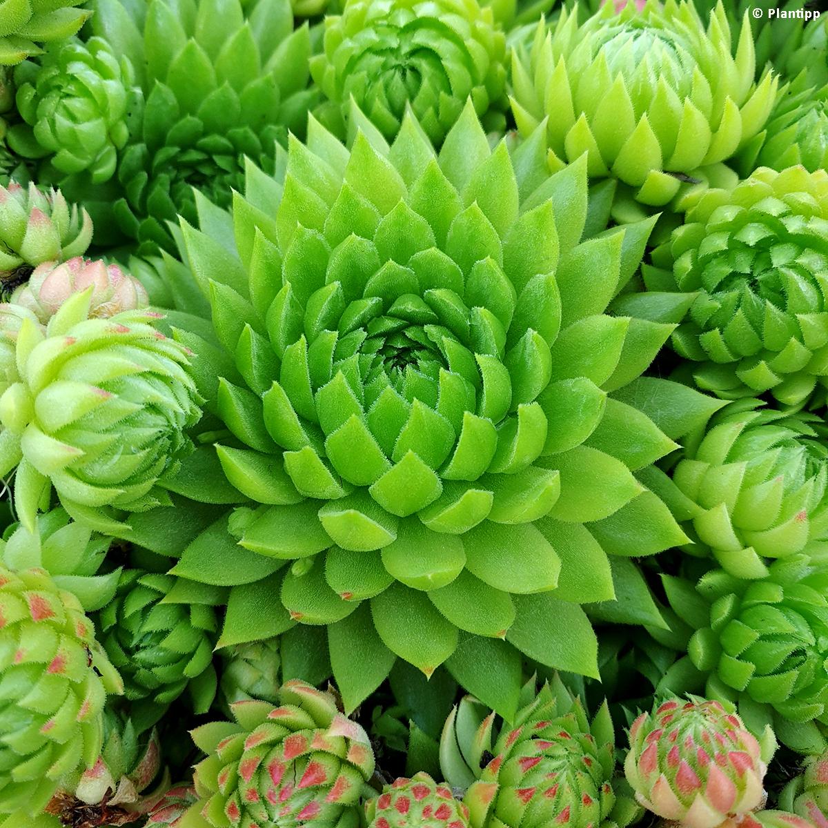 Sempervivum Chick Charms Key Lime Kiss Joubarbe aux petites rosettes
