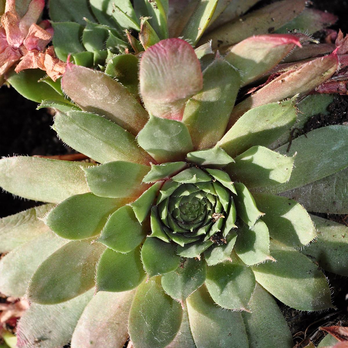 Sempervivum Santis Joubarbe toile d'araignée rouge et vert frais