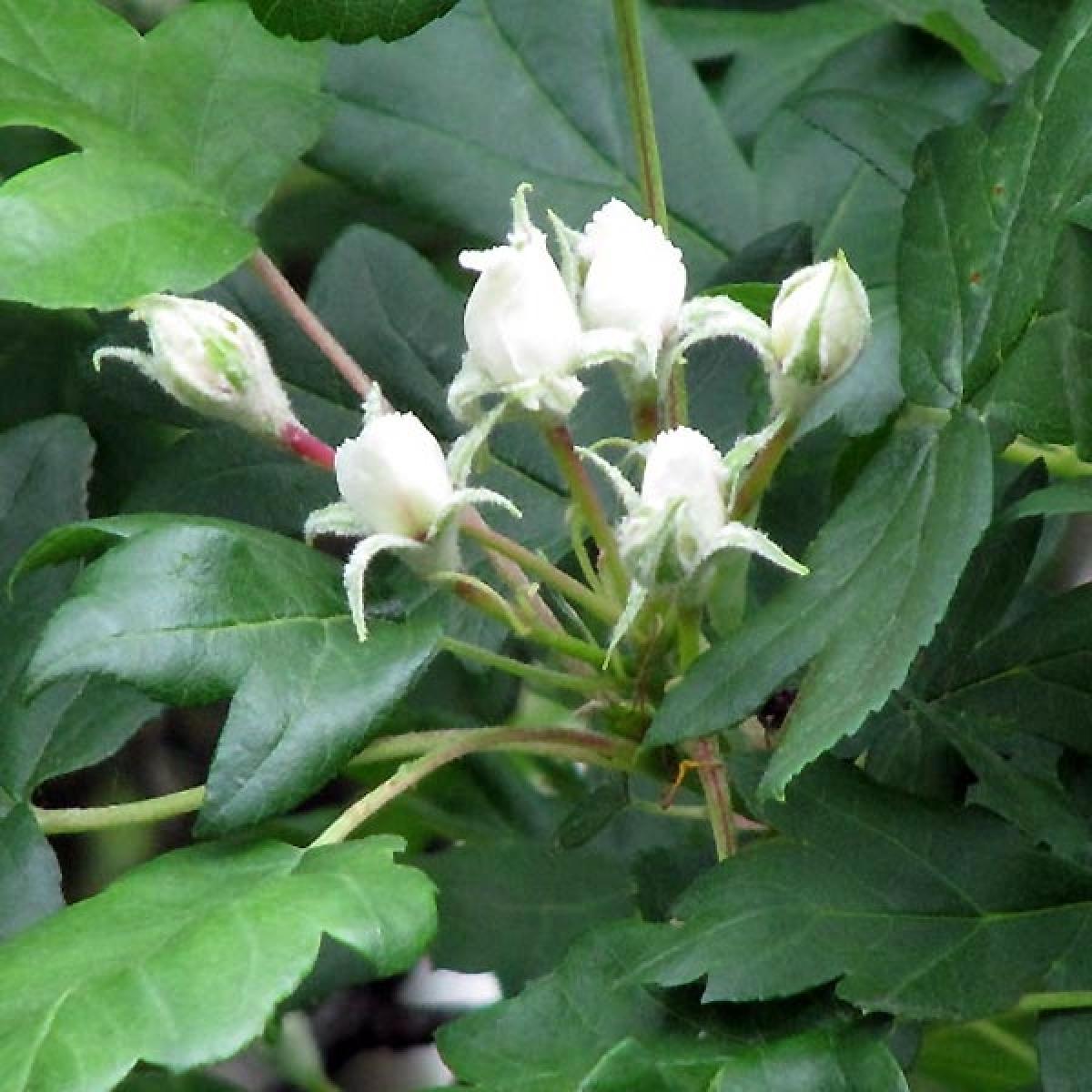 Alisier des Bois - Sorbus torminalis, grand arbre caduc à fleurs ...