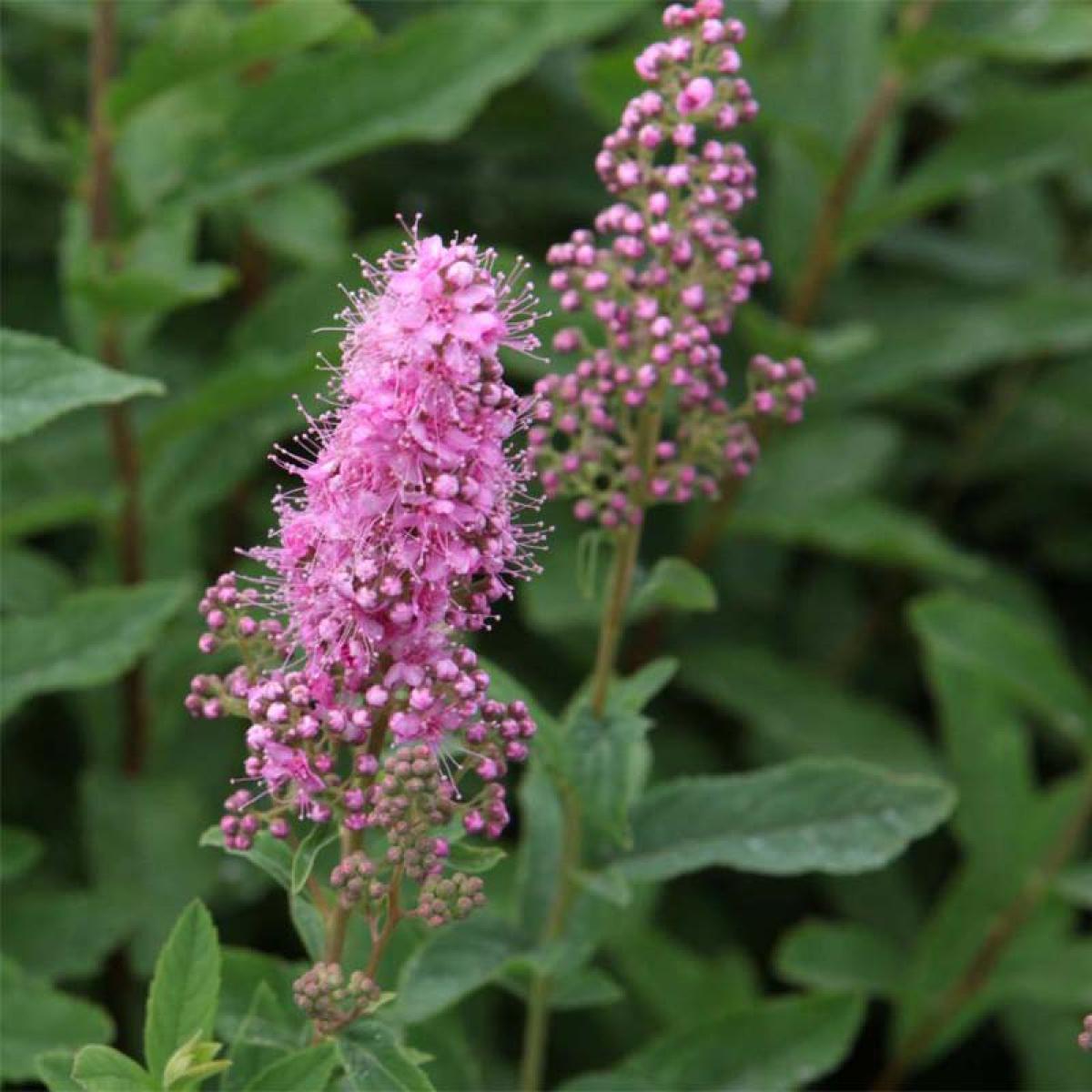 spiraea-x-billardii-spir-e-de-billiard-fleurs-roses-en-pis-duveteux