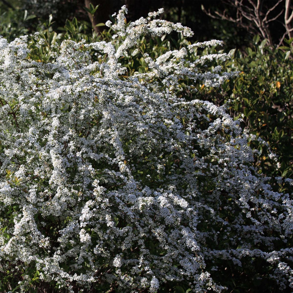 Spiraea Thunbergii Spir e De Thunberg Arbuste Floraison Blanche spiraea-thunbergii-spir-e-de-thunberg-arbuste-floraison-blanche