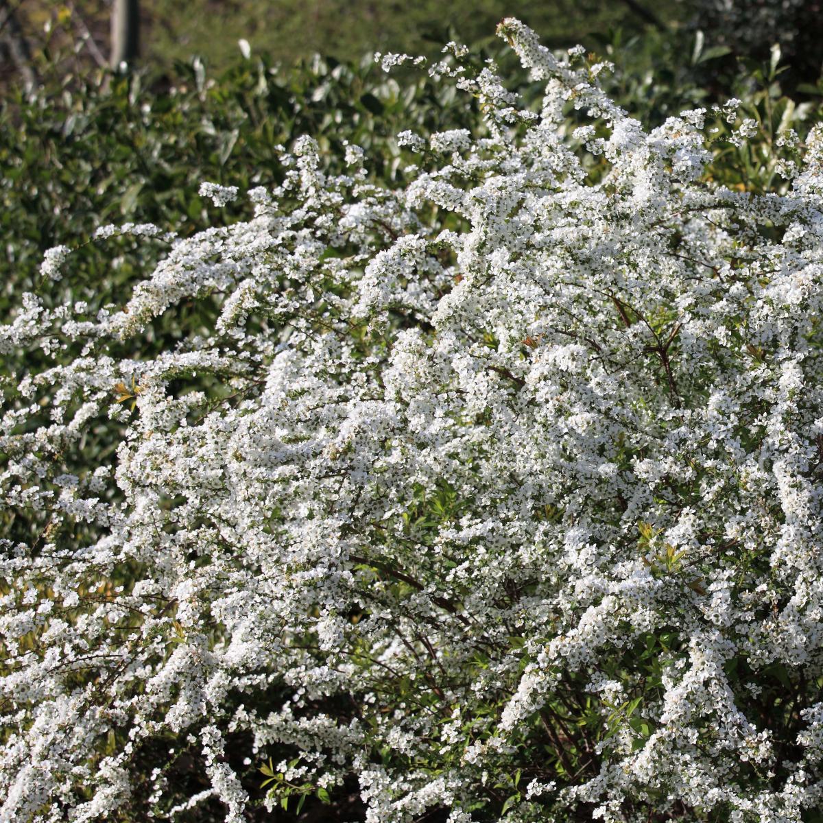 Spiraea Thunbergii Spir e De Thunberg Arbuste Floraison Blanche spiraea-thunbergii-spir-e-de-thunberg-arbuste-floraison-blanche