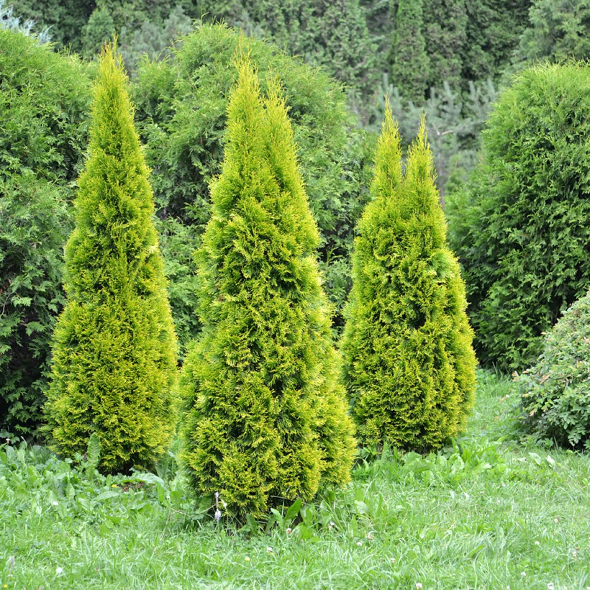 Thuja occidentalis Golden Smaragd Thuya doré nain pyramidal au
