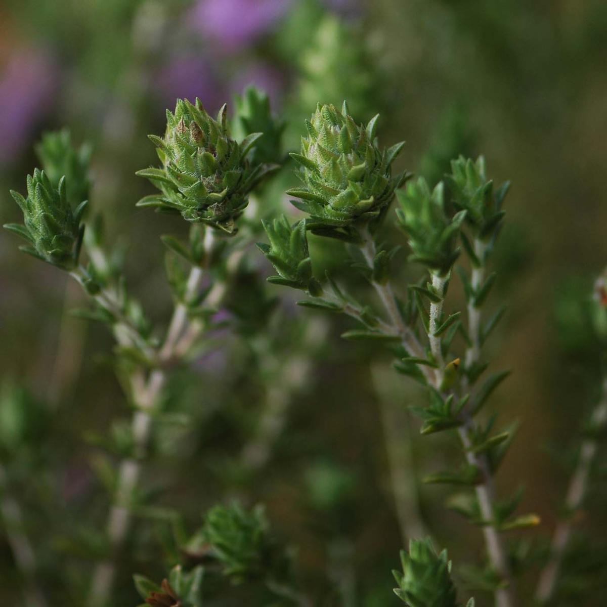 Thymus capitatus Thym à têtes de fleurs rose pourpré en été, très