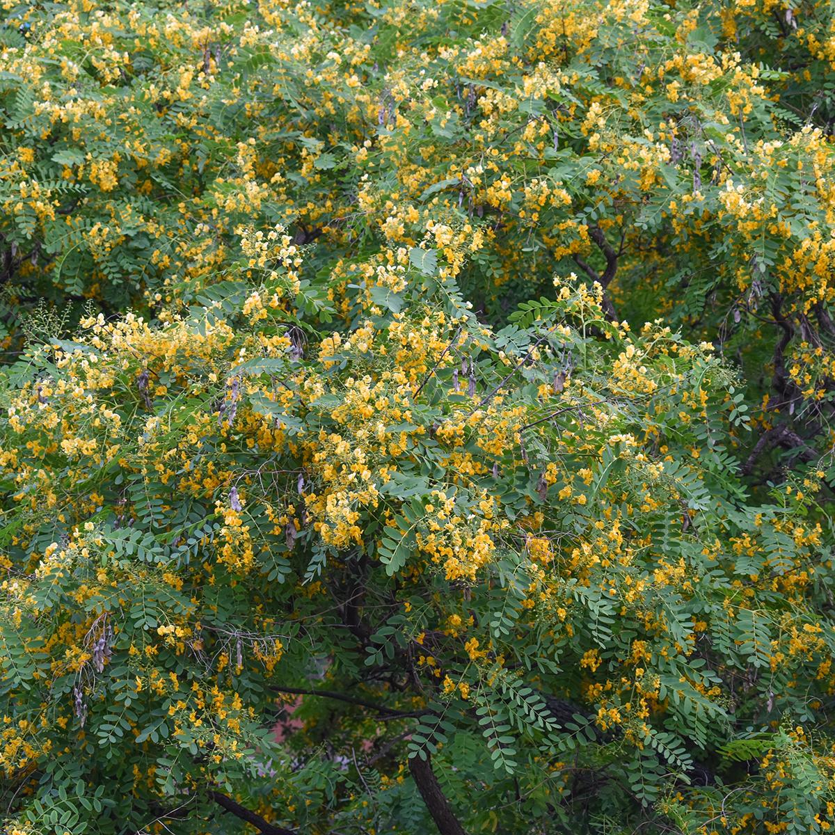 Tipuana tipu - Arbre à fleurs jaunes pour climats doux