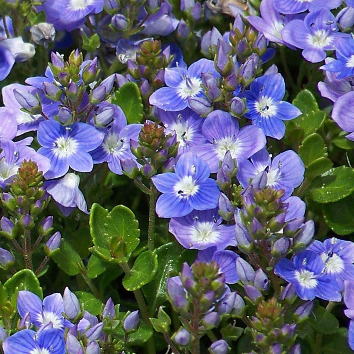 Fleur Couvre Sol Vivace