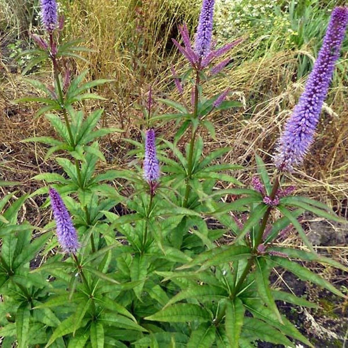 Veronique Cupid Veronicastrum virginicum Cupid Grande vivace aux