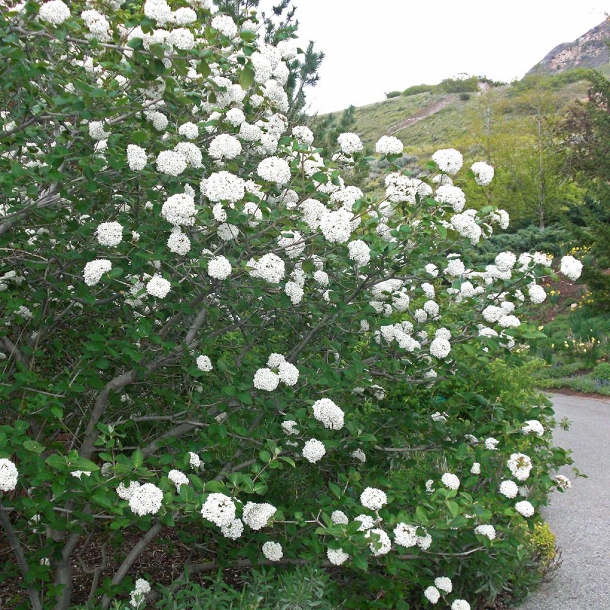 Viburnum carlesii Juddii Viorne Viorne à fleurs blanches très parfumées à boutons roses