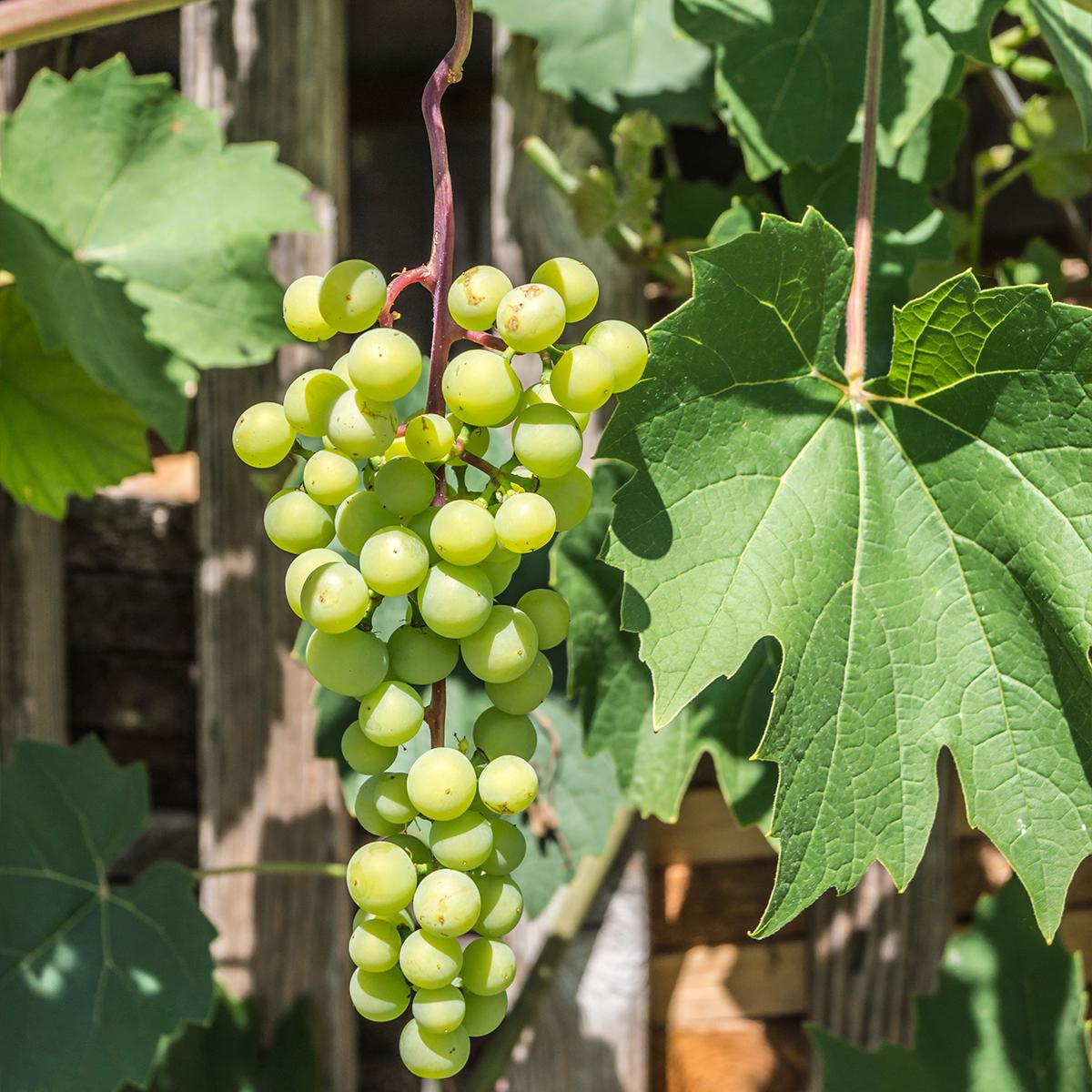 2 Plants De Vigne Raisin Sans Pépins - Variétés Vanessa (violet) Et Himrod (blanc) - 40-50 Cm, Pot 15 Cm - Pour Jardin, Balcon