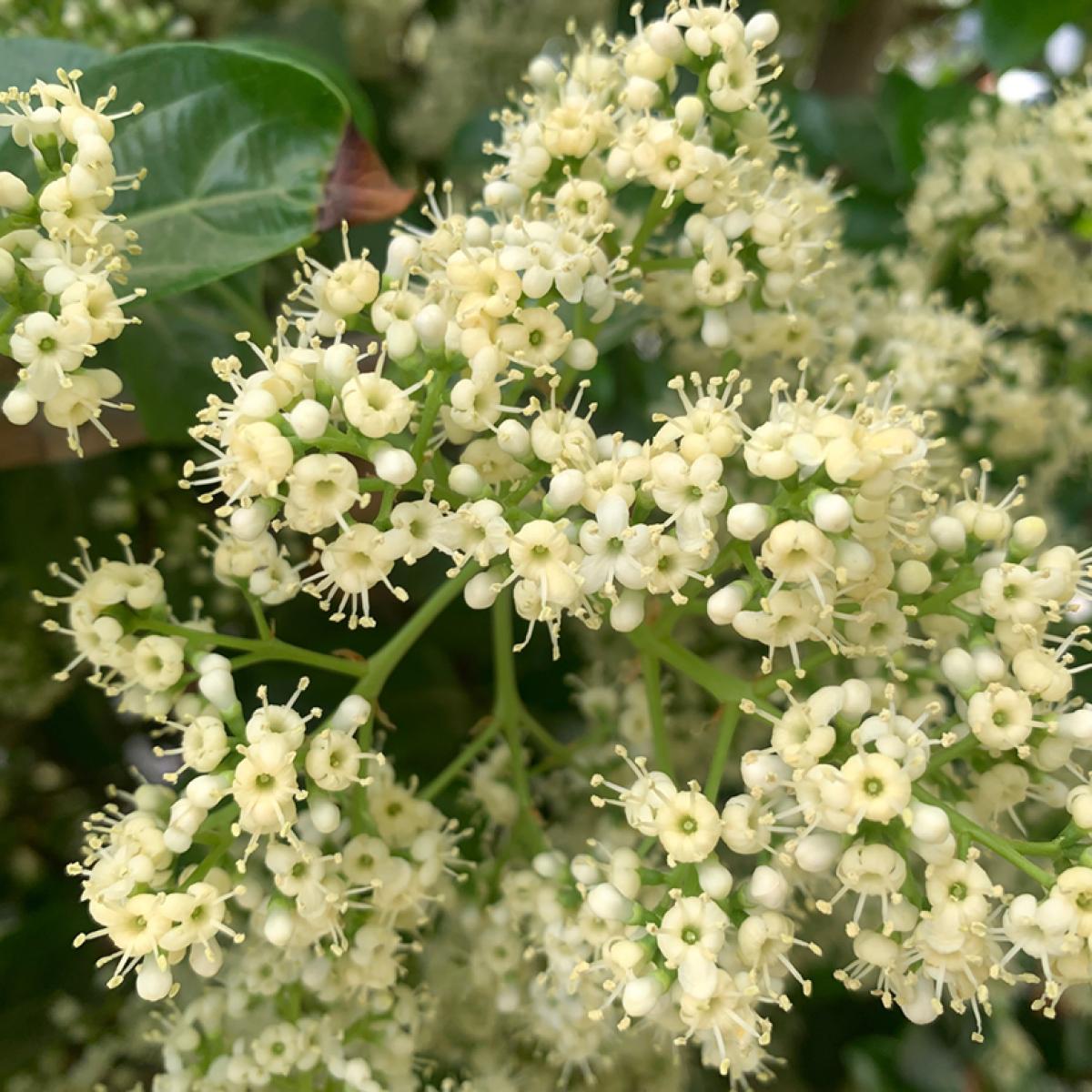 Viburnum odoratissimum Viorne odorante Arbuste persistant à fleurs blanches