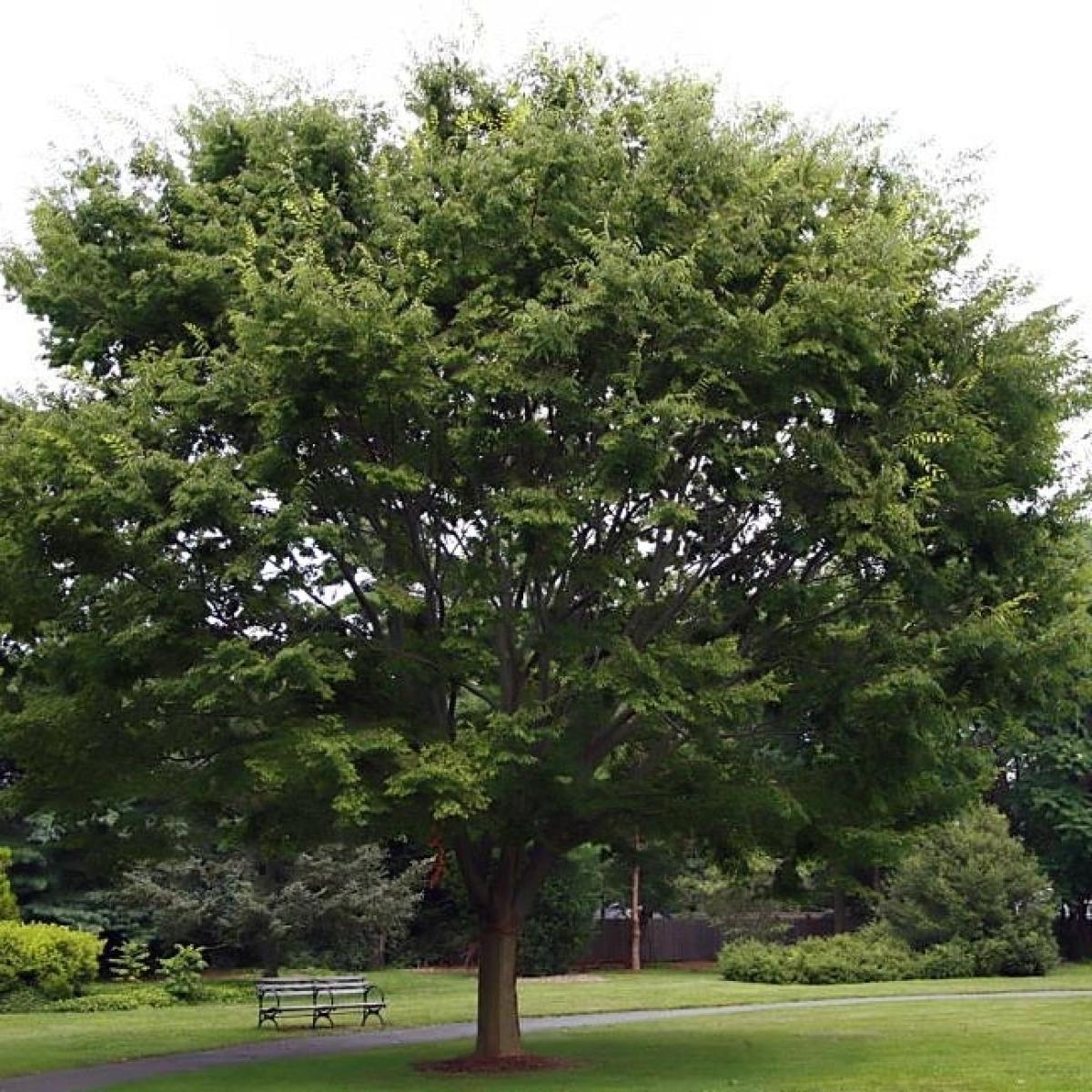 Zelkova serrata Zelkova du Japon Orme de Sibérie, un bel arbre caduc. — free download