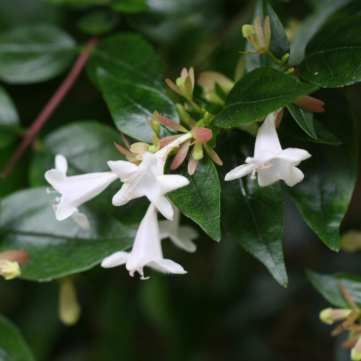 Abelia X Grandiflora - Arbuste à Grandes Fleurs Parfumé En Conteneur 3-4 Litres