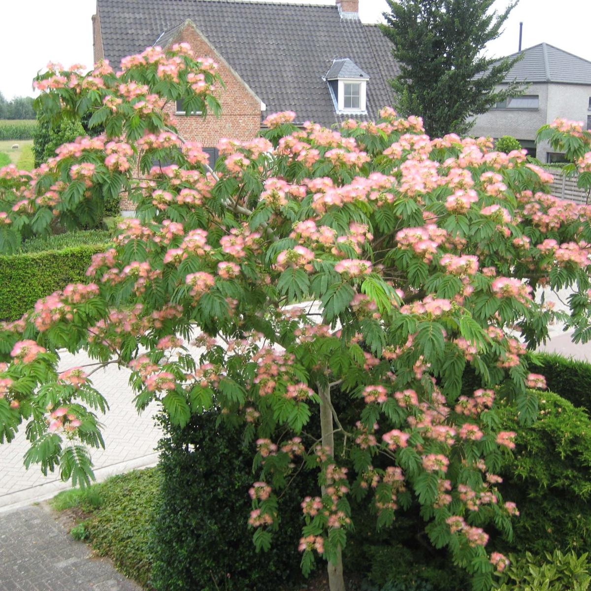 albizia-julibrissin-tropical-dream-arbre-soie-acacia-de-constantinople